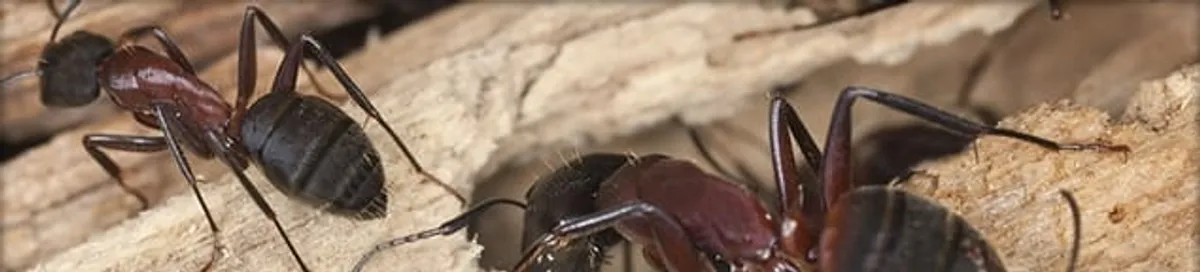Close-up of ants on wood showing an active ant infestation in Columbia, MO