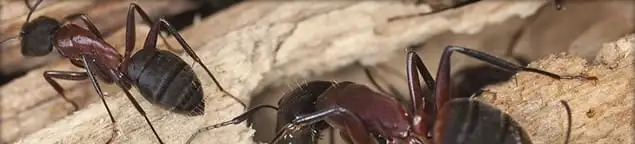 Close-up of ants on wood showing an active ant infestation in Columbia, MO