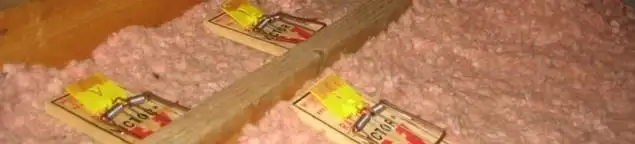 Mouse traps placed in an attic for rodent control in Columbia, MO