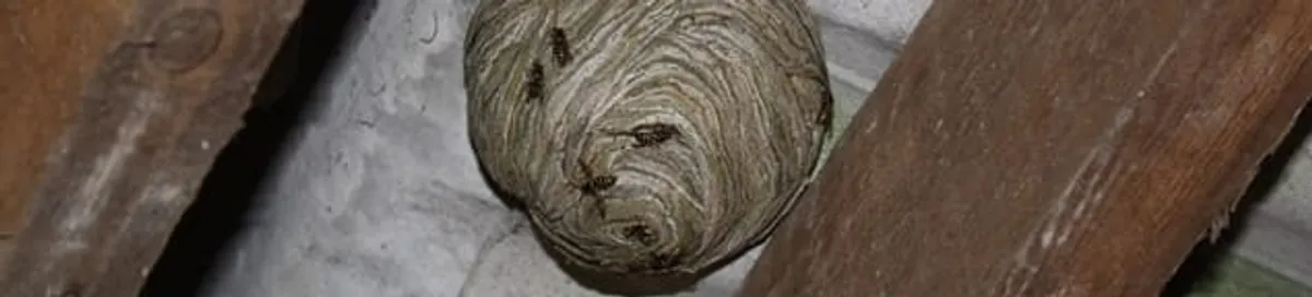 Wasp nest in an attic space, a common home infestation risk in Columbia, MO