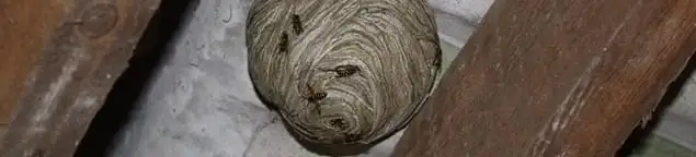 Wasp nest in an attic space, a common home infestation risk in Columbia, MO