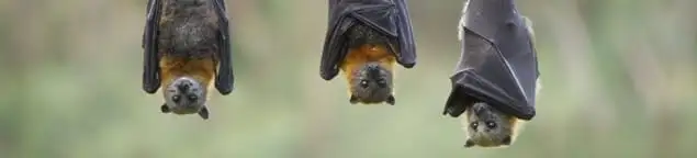 Bats roosting together, a common sign of a bat infestation in Columbia, MO