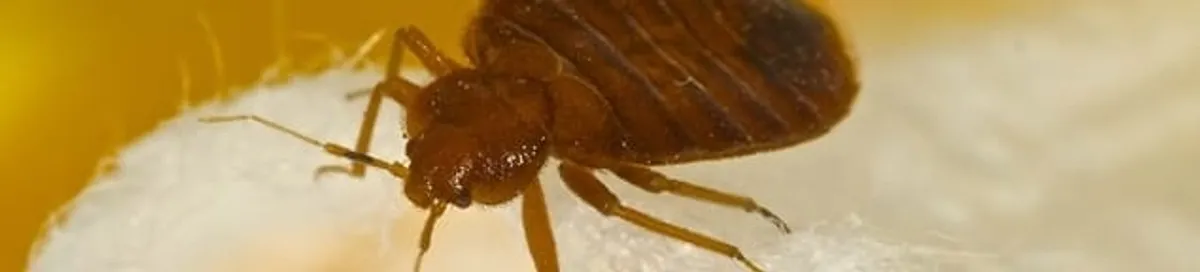 Close-up of a bed bug, a sign of an active infestation in Columbia, MO