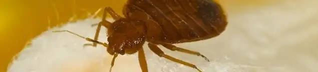 Close-up of a bed bug, a sign of an active infestation in Columbia, MO