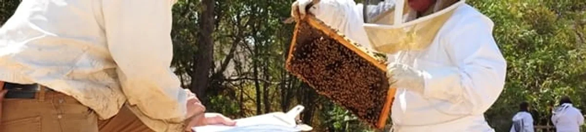 Bee removal specialists relocating a hive and honeycomb safely in Columbia, MO