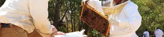 Bee removal specialists relocating a hive and honeycomb safely in Columbia, MO