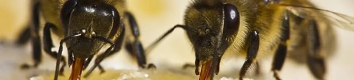 Close-up of honey bees, a sign of a nearby hive in Columbia, MO