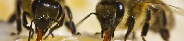 Close-up of honey bees, a sign of a nearby hive in Columbia, MO