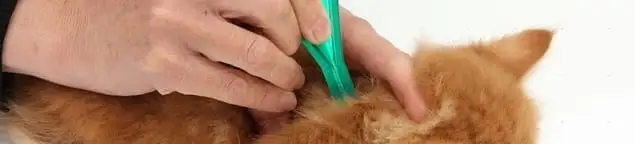 Flea treatment for pets using a flea comb, a sign of flea problems in Columbia, MO