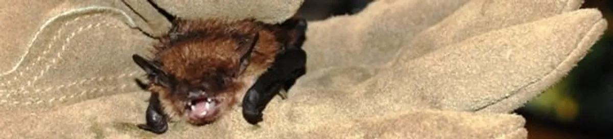 Bat removal specialist holding a bat safely during humane exclusion in Columbia, MO
