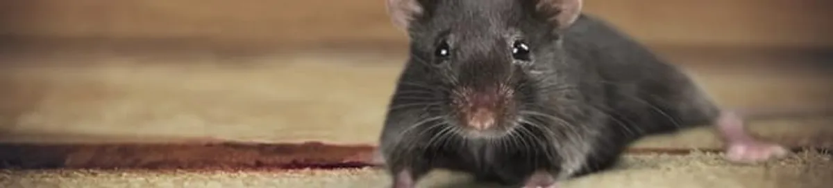 Mouse indoors, a common sign of a rodent infestation in Columbia, MO