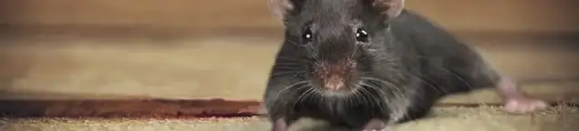 Mouse indoors, a common sign of a rodent infestation in Columbia, MO