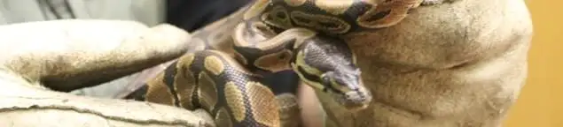 Snake removal specialist safely handling a snake with protective gloves in Columbia, MO