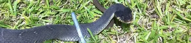 Snake in a yard, a common sign of a snake problem near a home in Columbia, MO