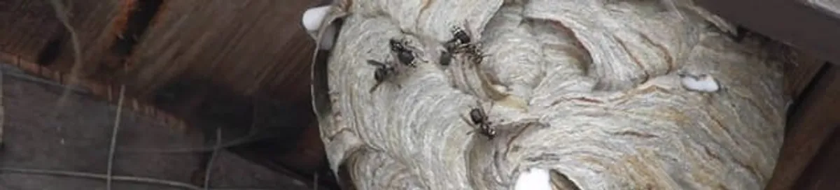 Close-up of a wasp nest with active wasps, a sign of an infestation in Columbia, MO
