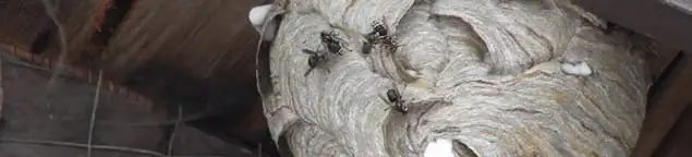 Close-up of a wasp nest with active wasps, a sign of an infestation in Columbia, MO